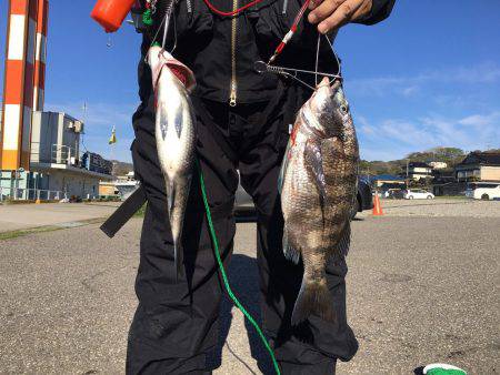 由良渡船 釣果