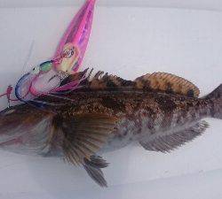 IDATEN(イダテン) 釣果