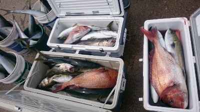 IDATEN(イダテン) 釣果