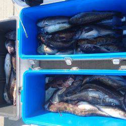 気仙沼　つり丸 釣果