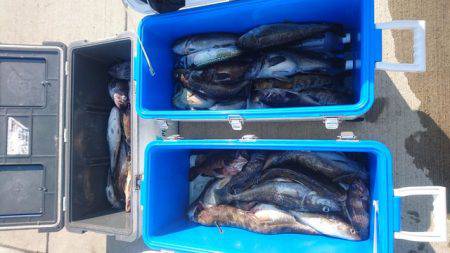 気仙沼　つり丸 釣果