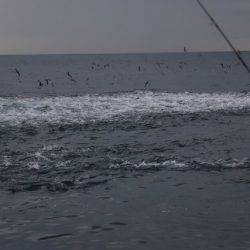 へいみつ丸 釣果