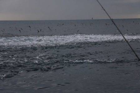 へいみつ丸 釣果
