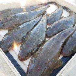 Magic（マジック） 釣果