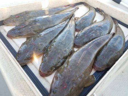 Magic（マジック） 釣果