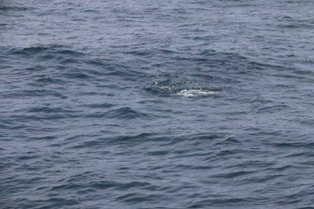 へいみつ丸 釣果