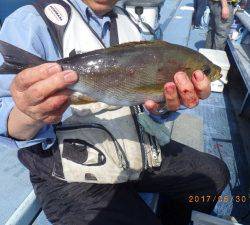 石川丸 釣果