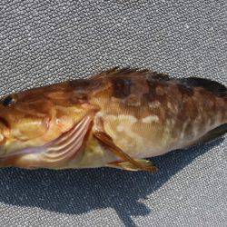 へいみつ丸 釣果