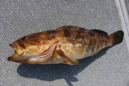 へいみつ丸 釣果