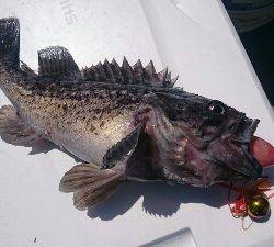 IDATEN（イダテン） 釣果