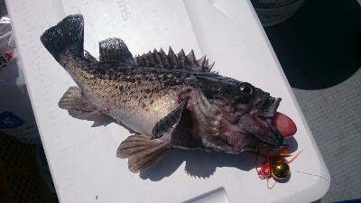 IDATEN（イダテン） 釣果