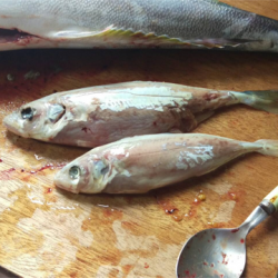 へいみつ丸 釣果