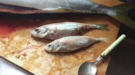 へいみつ丸 釣果