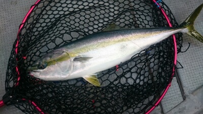 IDATEN（イダテン） 釣果