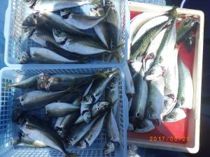 石川丸 釣果