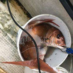 龍宮丸 釣果