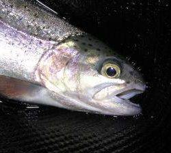 蓼の海（たてのうみ） 釣果