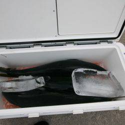 オーシャンズ　京都 釣果