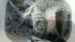 まこと渡船 釣果