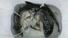 まこと渡船 釣果