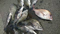 まこと渡船 釣果