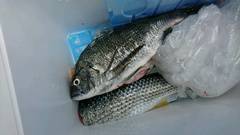 まこと渡船 釣果