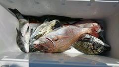 まこと渡船 釣果