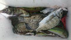 まこと渡船 釣果