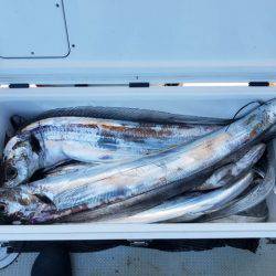 遊漁船 ニライカナイ 釣果