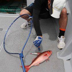 へいみつ丸 釣果