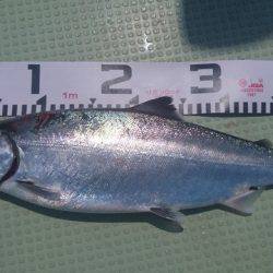 気仙沼 つり丸 釣果