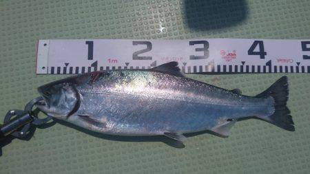 気仙沼 つり丸 釣果