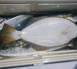 IDATEN(イダテン) 釣果