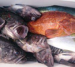 IDATEN(イダテン) 釣果