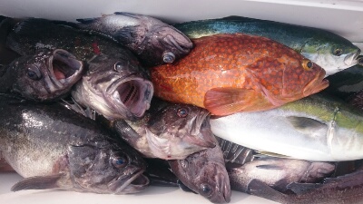 IDATEN(イダテン) 釣果