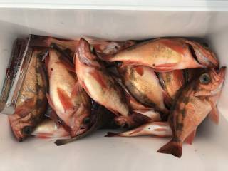 なかくに丸 釣果