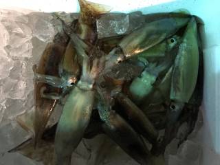 なかくに丸 釣果