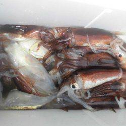 大進丸（愛知） 釣果