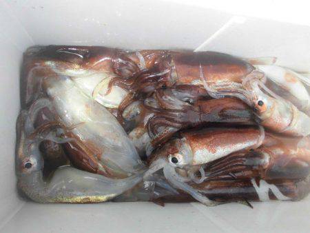 大進丸（愛知） 釣果