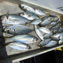 大進丸（愛知） 釣果