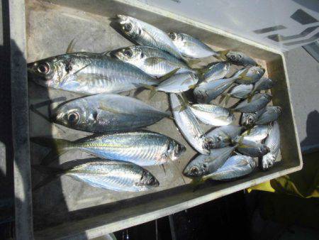 大進丸（愛知） 釣果