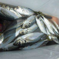 大進丸（愛知） 釣果