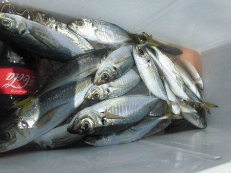 大進丸（愛知） 釣果