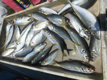 大進丸（愛知） 釣果