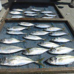 大進丸（愛知） 釣果