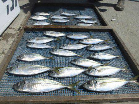 大進丸（愛知） 釣果