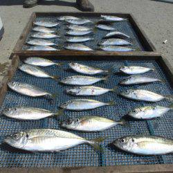 大進丸（愛知） 釣果