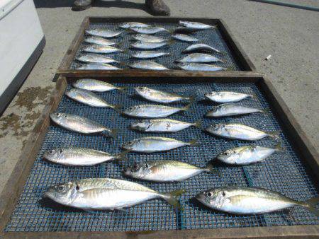 大進丸（愛知） 釣果