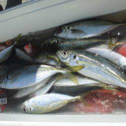 大進丸（愛知） 釣果