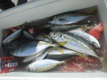 大進丸（愛知） 釣果